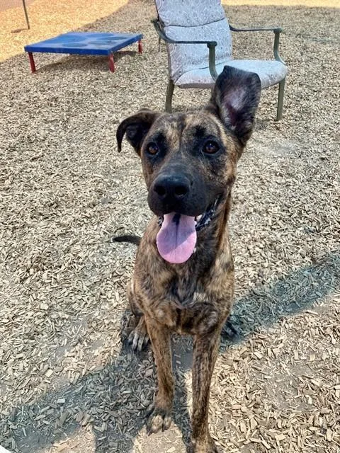 A young medium-sized female Plott Hound dog named Soda for adoption in Albuquerque, NM