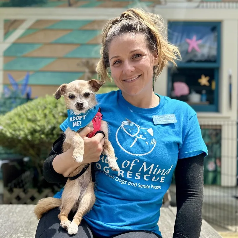 A senior small-sized female Brown / Chocolate Chihuahua dog named Pine for adoption in Pacific Grove, CA