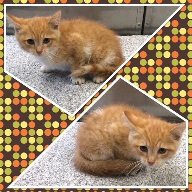 A baby small-sized male Tabby (Orange / Red) Domestic Short Hair cat named Newton for adoption in Buckhannon, WV