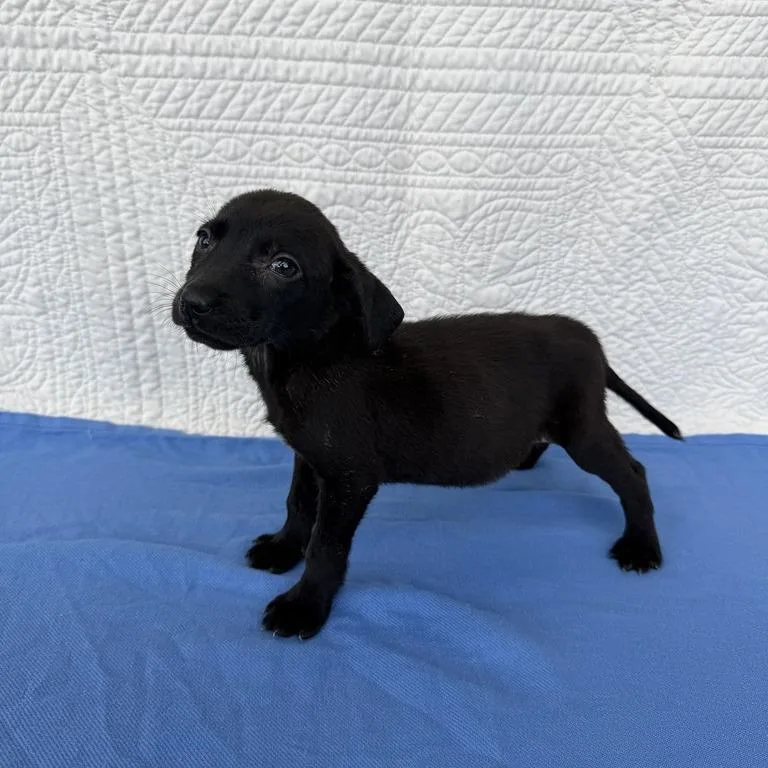 A baby small-sized female Black Terrier dog named Chopsticks for adoption in Carencro, LA