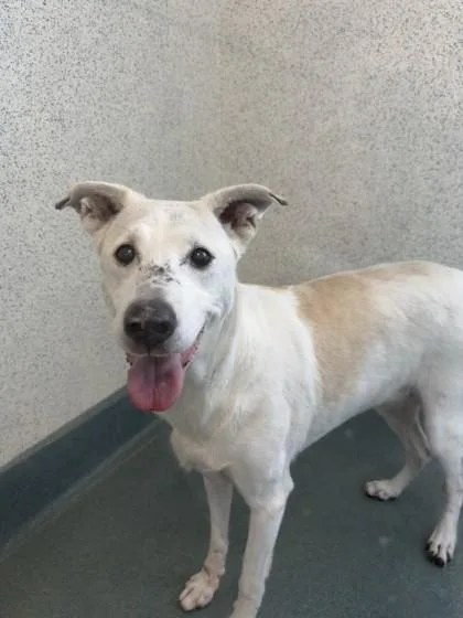 An adult large-sized female Mixed Breed dog named Thyme for adoption in Roseville, CA
