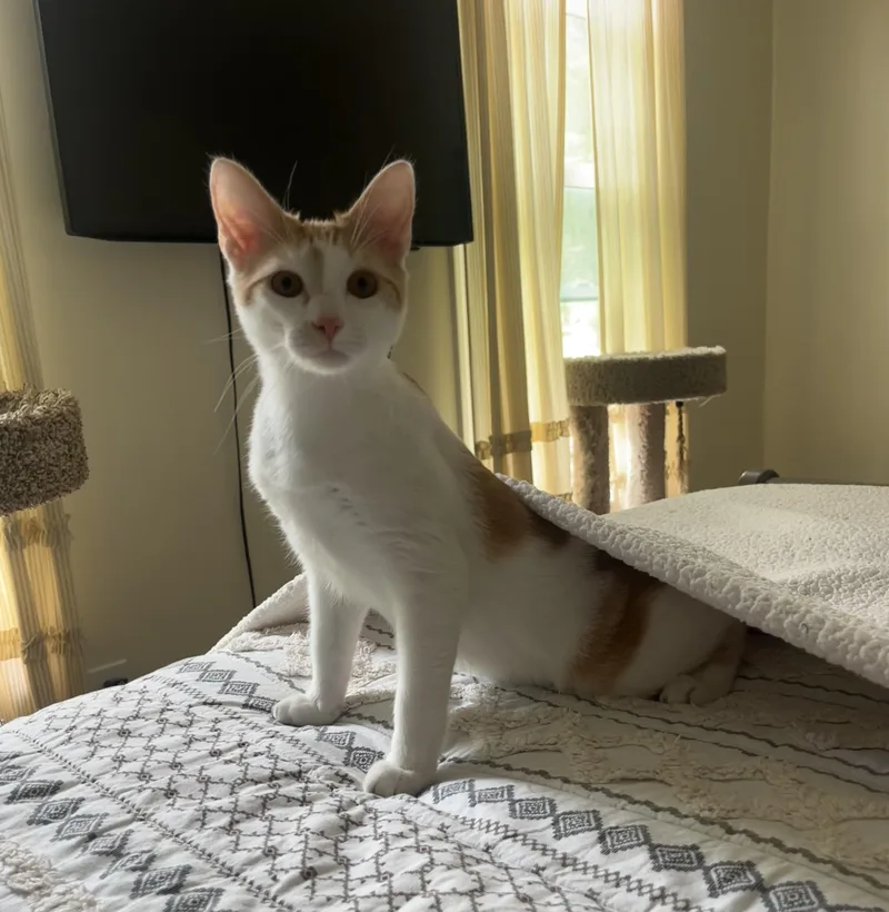 A young small-sized male Orange & White Tabby cat named Ollie for adoption in SIMPSONVILLE, SC