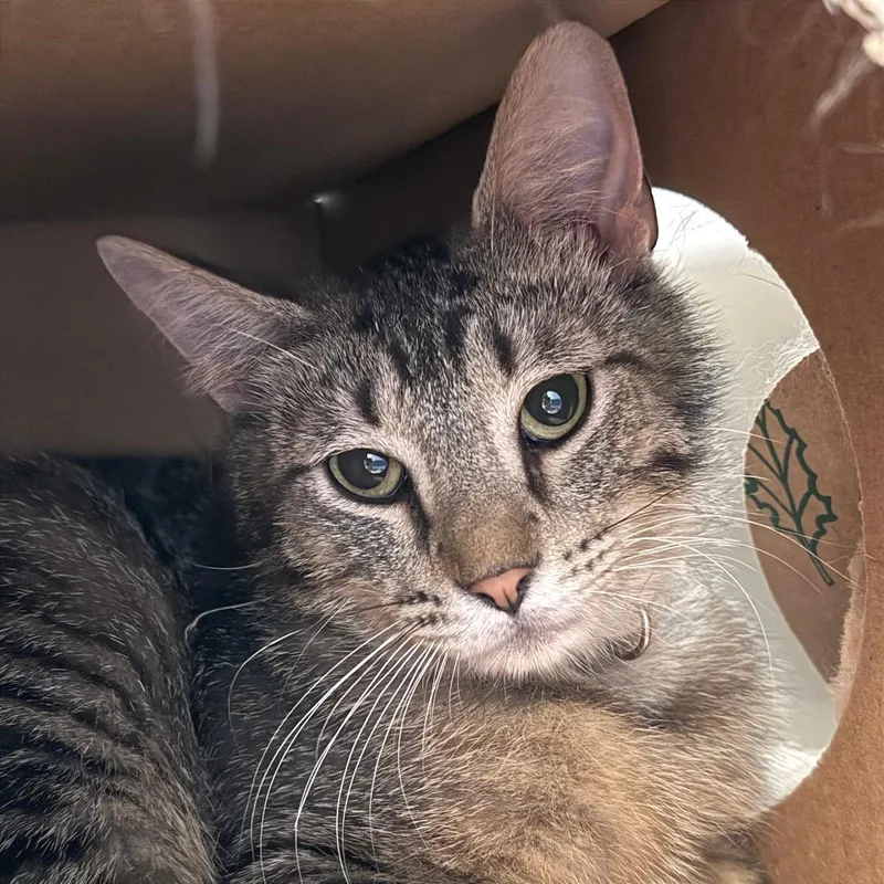 An adult medium-sized female Gray / Blue / Silver Domestic Short Hair cat named Trixie for adoption in Saint Charles, MO