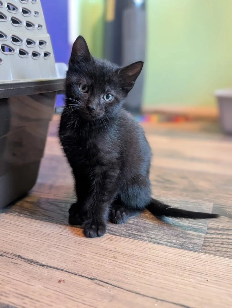 A young medium-sized male Domestic Short Hair cat named Beuford for adoption in Lancaster, PA