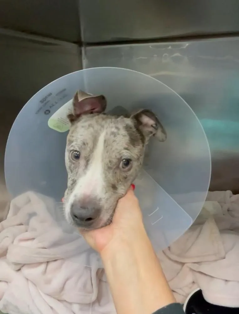 A baby small-sized male Merle (Blue) Mixed Breed dog named Owl for adoption in New York, NY