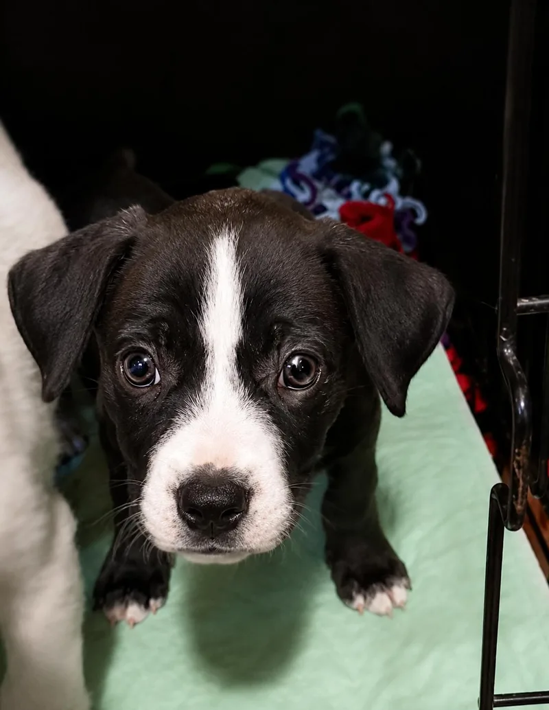 A baby medium-sized male Black Mixed Breed dog named Liam for adoption in Kenosha, WI