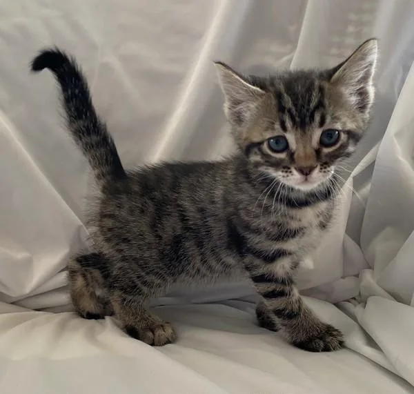 A baby small-sized male Domestic Short Hair cat named Briar for adoption in Salt Lake City, UT