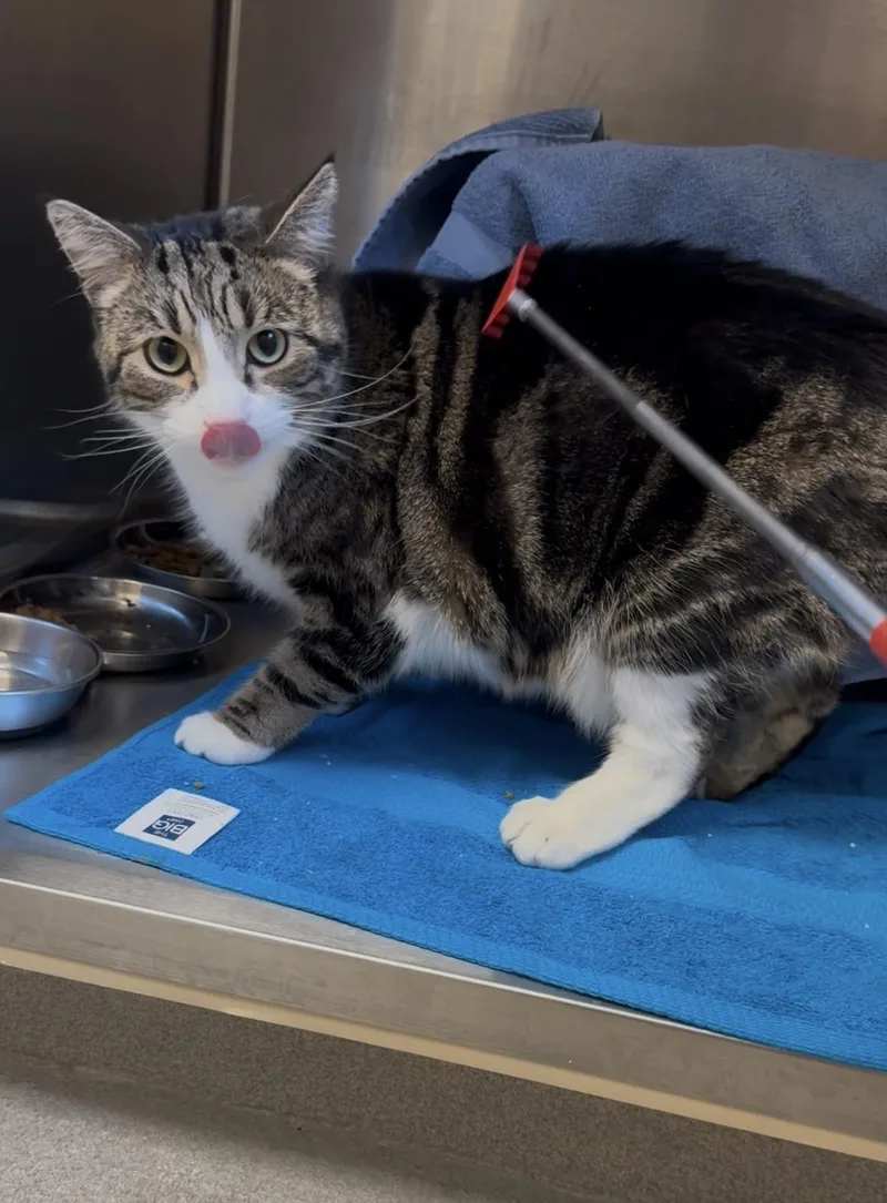An adult medium-sized male Tabby (Gray / Blue / Silver) Domestic Short Hair cat named Elliott for adoption in Quincy, MA