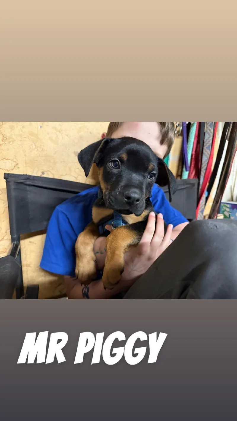 Mr. Piggie