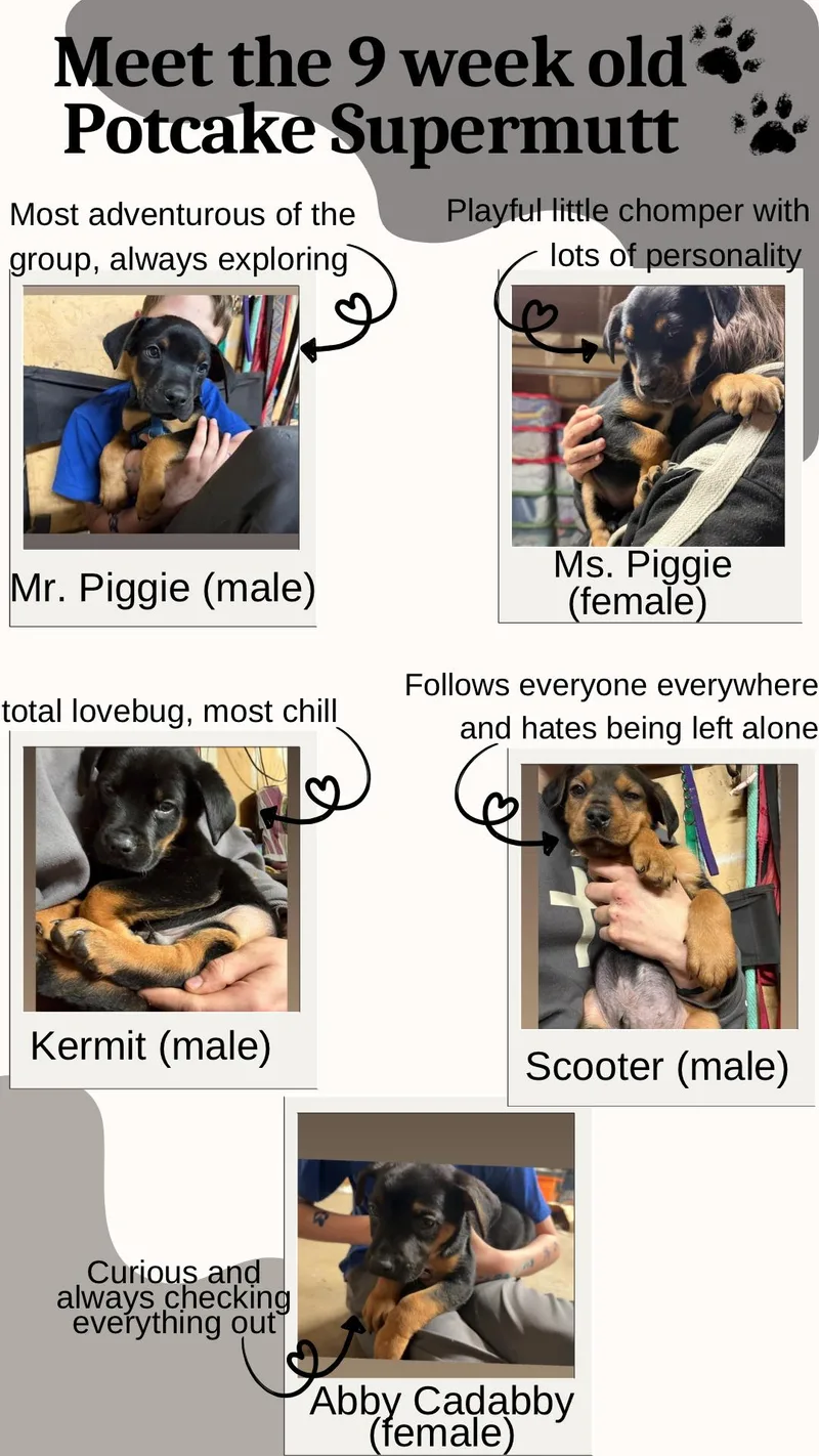 Mr. Piggie thumbnail 2