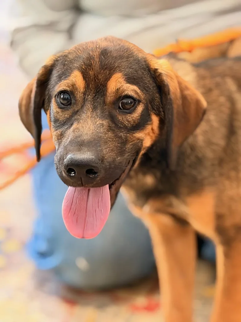 A young medium-sized male Sable Shepherd dog named Roscoe for adoption in Meherrin, VA
