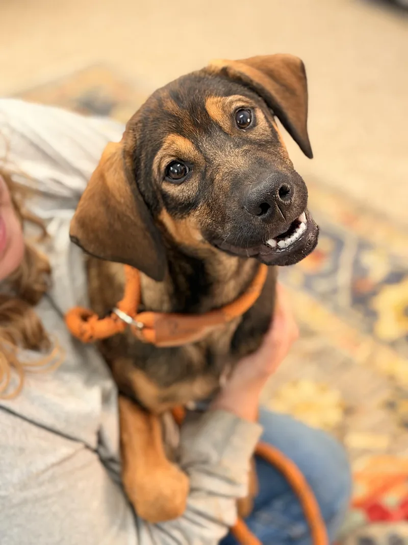 Roscoe thumbnail 4