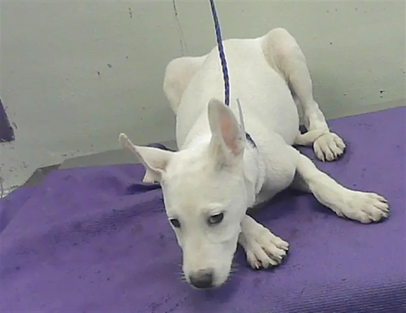 A baby small-sized male German Shepherd Dog dog named Jack for adoption in Houston, TX