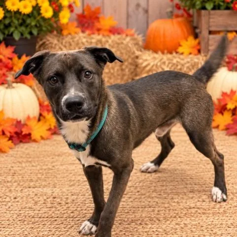 A young medium-sized male Bicolor Mountain Cur dog named Hulk for adoption in Williston, VT