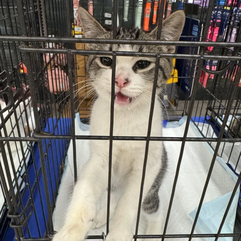 A baby medium-sized male Domestic Short Hair cat named Chipmunk for adoption in Easley, SC