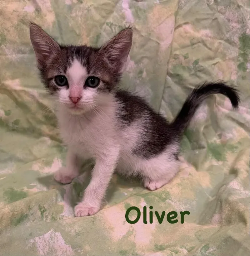 A baby small-sized male Domestic Short Hair cat named Oliver for adoption in New Orleans, LA