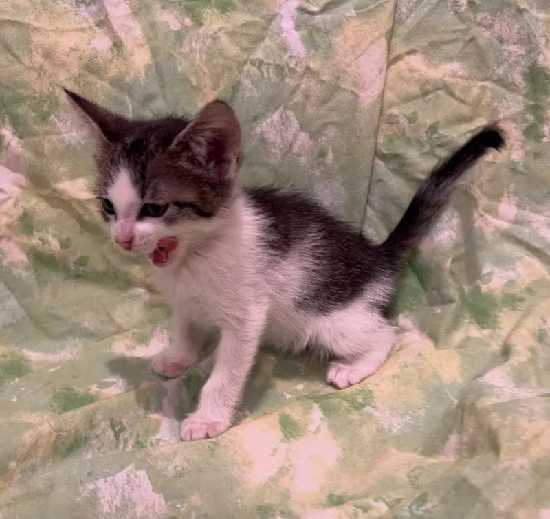 Oliver thumbnail 2