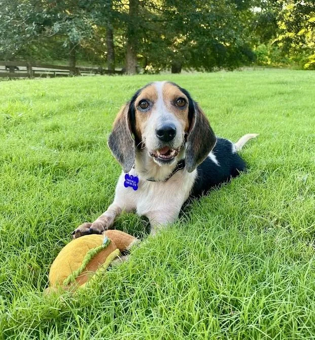 An adult small-sized female Tricolor (Brown, Black, & White) Beagle dog named Dorothy for adoption in Glastonbury, CT
