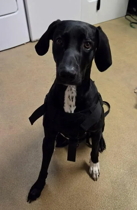 A young medium-sized male Black Great Dane dog named Ace for adoption in Fruit Heights, UT