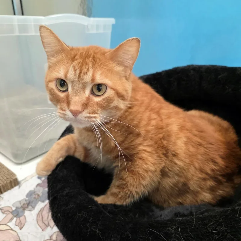 An adult large-sized male Orange / Red Domestic Short Hair cat named Morris for adoption in Oshkosh, WI