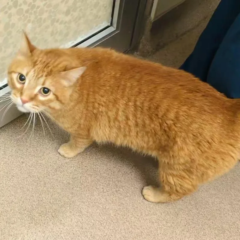 Morris thumbnail 2