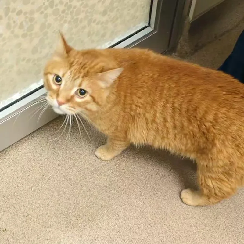 Morris thumbnail 3