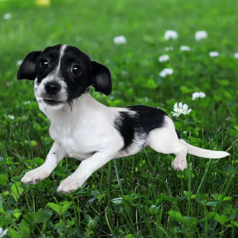 A baby small-sized male Black Chihuahua dog named Zander for adoption in Dallas, GA