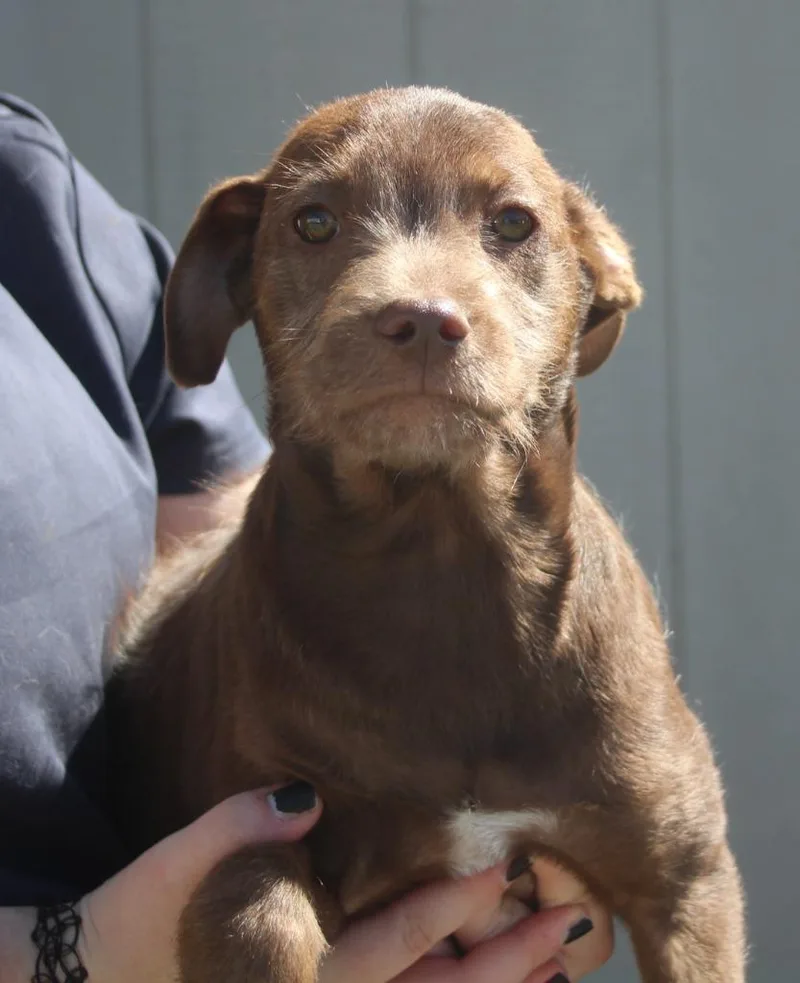 A baby medium-sized male Labrador Retriever dog named Denny for adoption in Vacaville, CA
