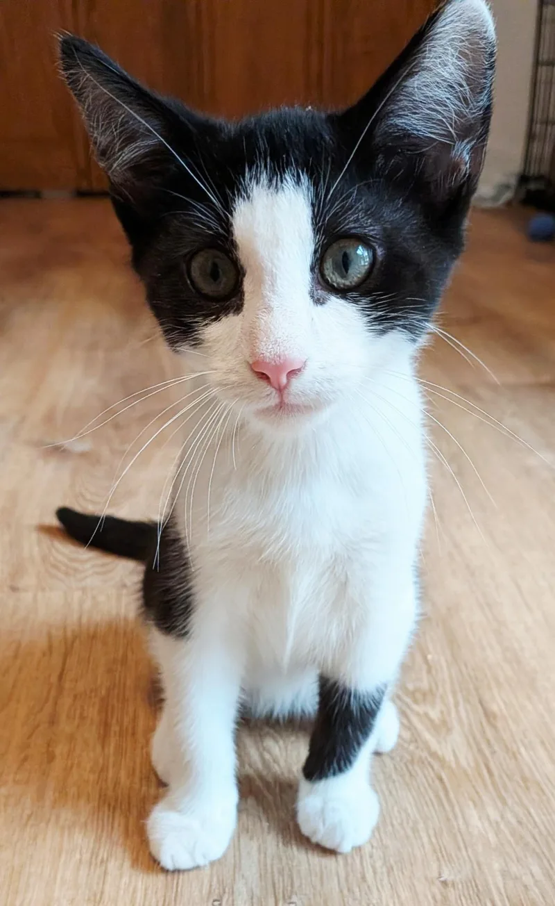 A baby small-sized male Black & White / Tuxedo Tuxedo cat named Basil for adoption in Berlin, CT