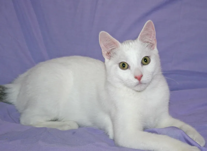 A baby medium-sized male White Domestic Short Hair cat named Sawyer for adoption in Victoria, MN