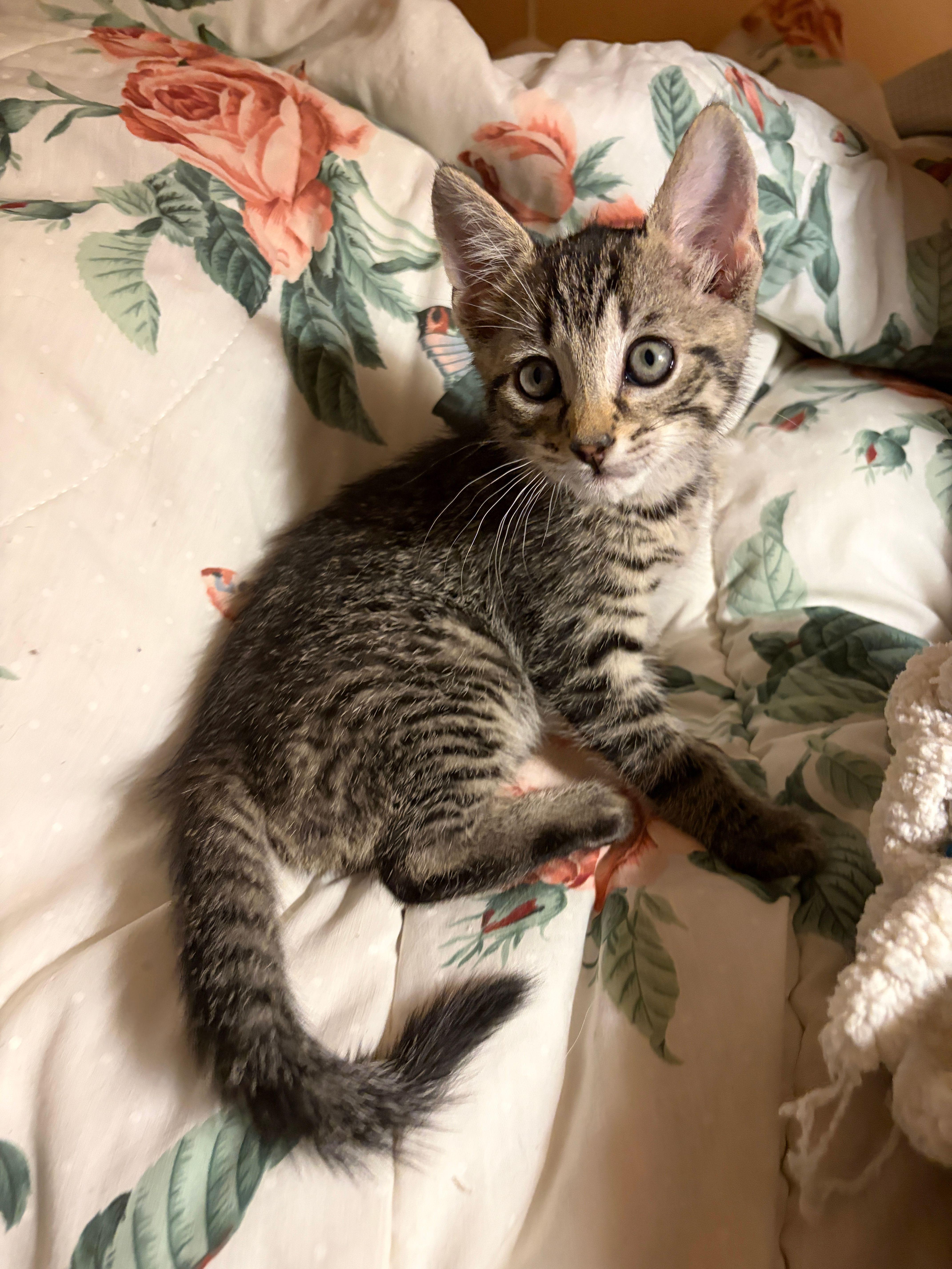 A baby medium-sized male Tabby (Tiger Striped) Domestic Short Hair cat named Iggy for adoption in Jersey City, NJ