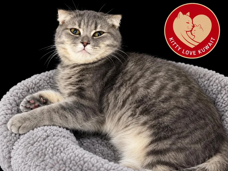 A young medium-sized female Scottish Fold cat named Runa for adoption in Snow Hill, MD