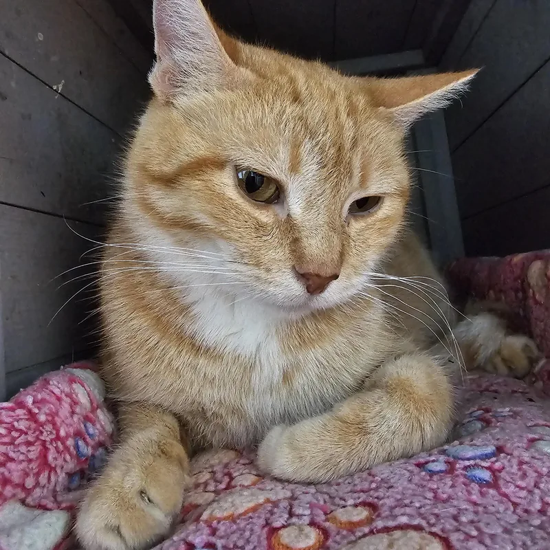 A young medium-sized female Tabby (Orange / Red) Domestic Short Hair cat named Clementine for adoption in Toledo, OH