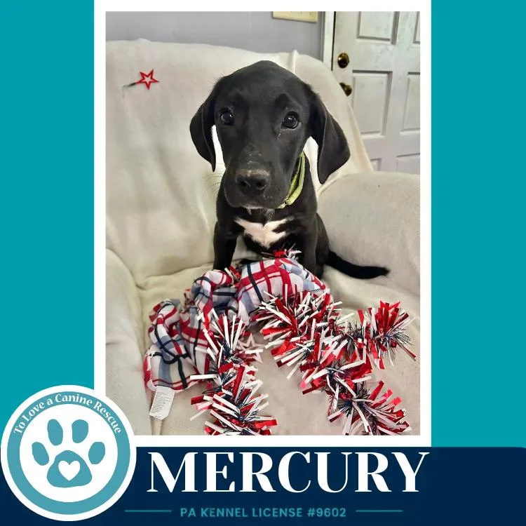 Mercury