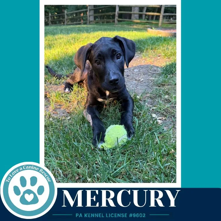 Mercury thumbnail 2