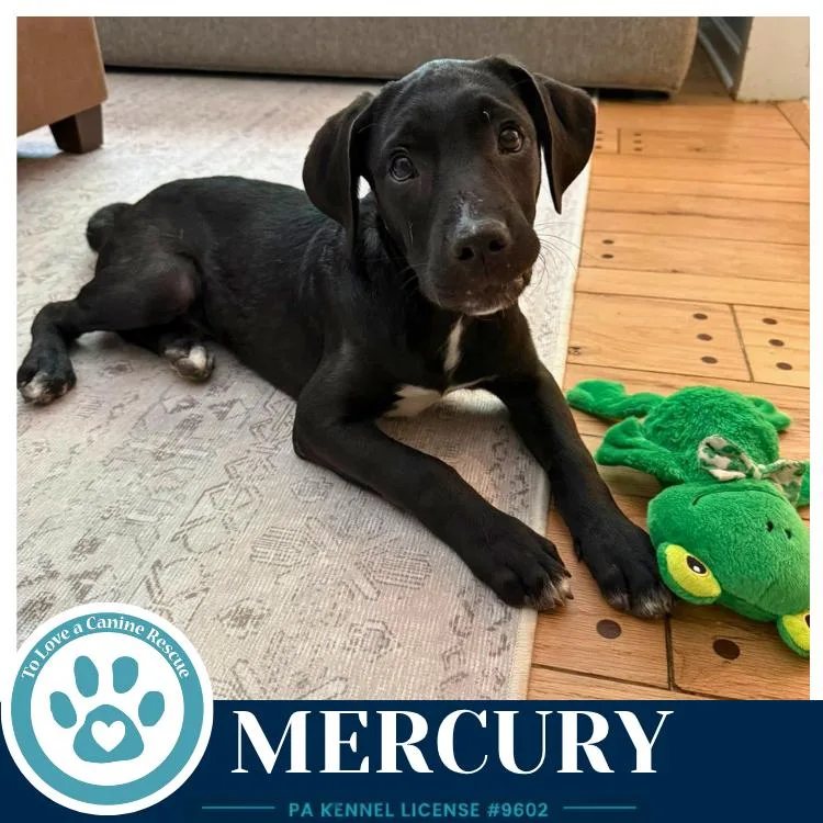 Mercury thumbnail 3