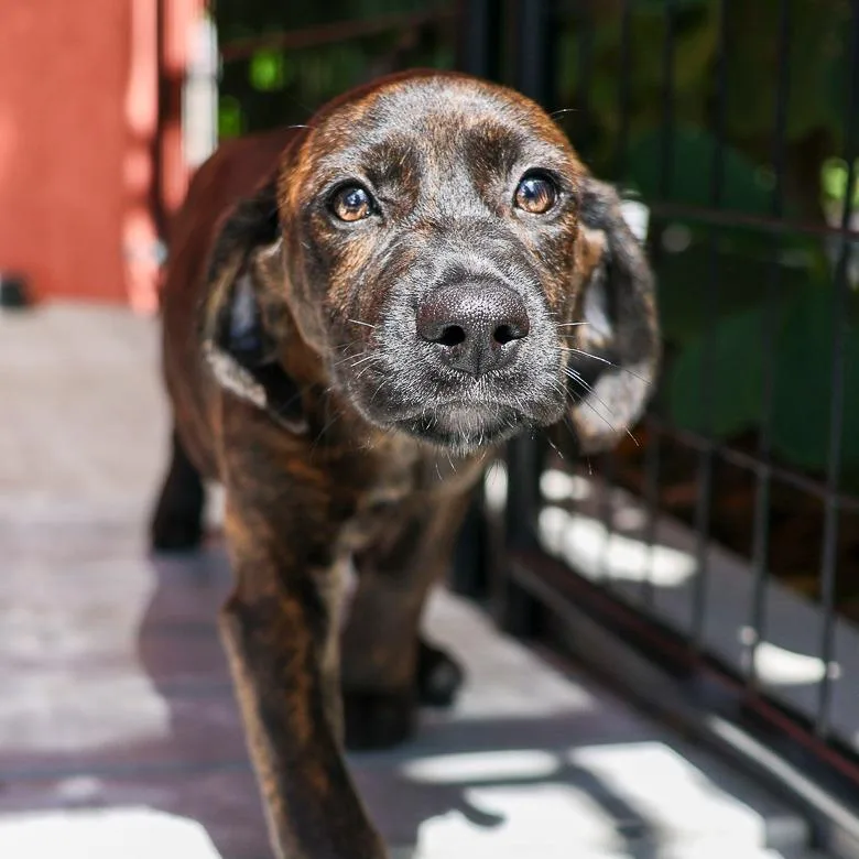 A baby medium-sized female Brindle Hound dog named Petzi for adoption in Bradenton, FL