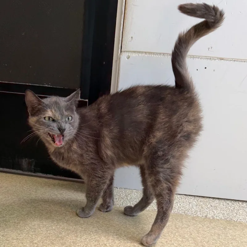 An adult medium-sized female Tortoiseshell Domestic Short Hair cat named Kangaroo for adoption in Deerfield, IL