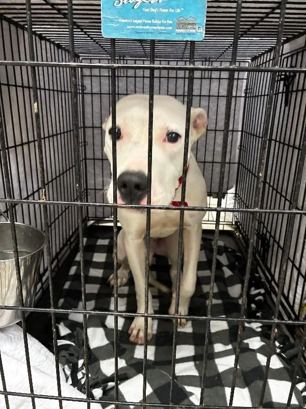 An adult medium-sized male White / Cream Mixed Breed dog named Bates for adoption in Mobile, AL