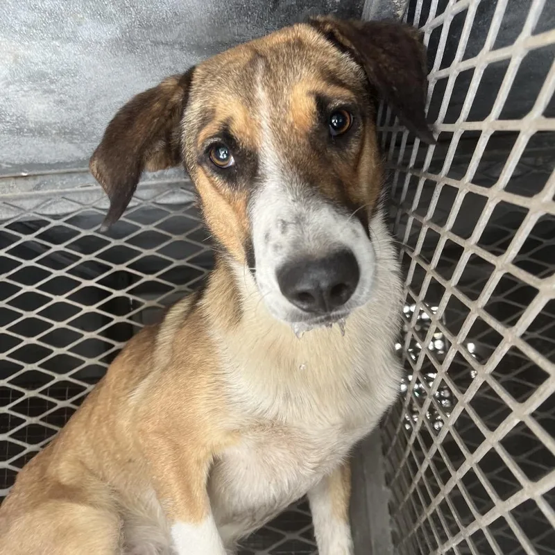 An adult large-sized male Brown / Chocolate Shepherd dog named Crumpet for adoption in Edinburg, TX