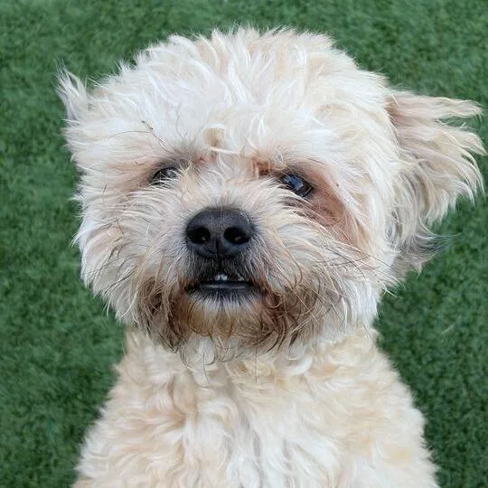 An adult small-sized male Yellow / Tan / Blond / Fawn Mixed Breed dog named Bill Nye The Science for adoption in Matteson, IL