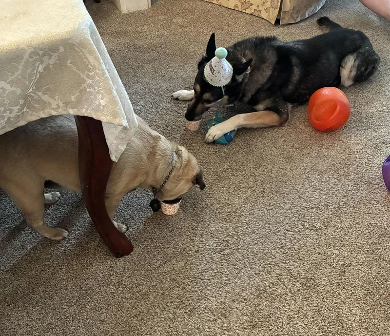 Jocie Nka Echo thumbnail 4