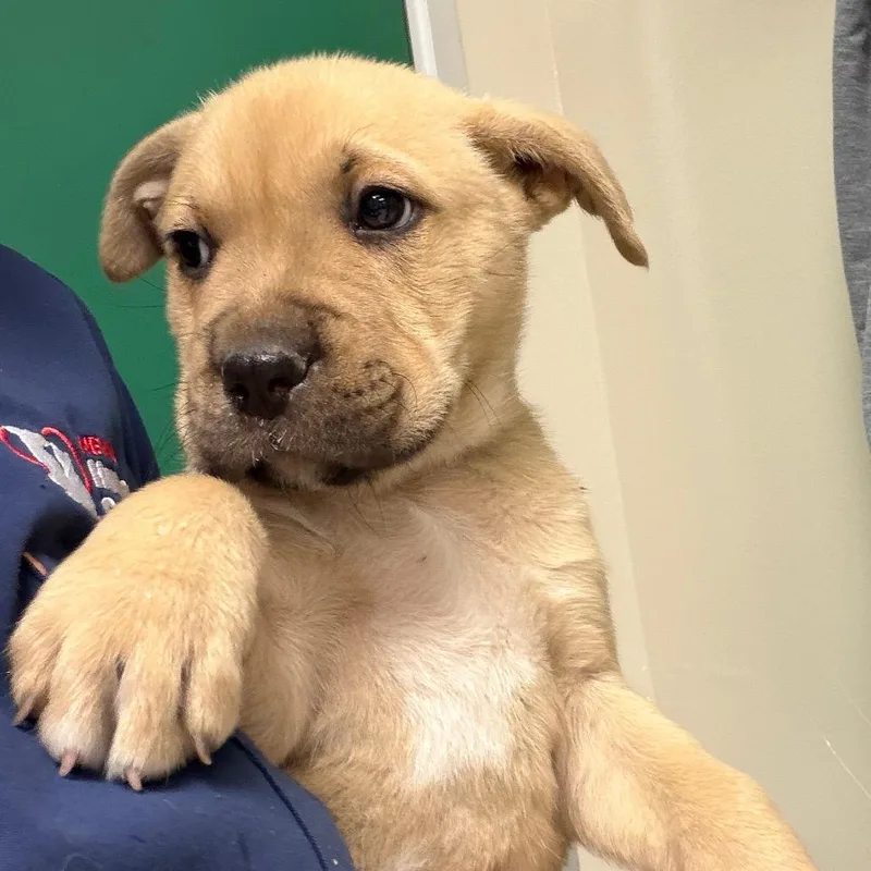A baby small-sized male Yellow / Tan / Blond / Fawn Pit Bull Terrier dog named Val for adoption in Reno, NV