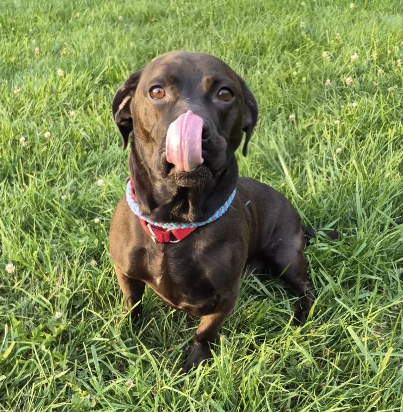 An adult medium-sized male Black Labrador Retriever dog named Brandon for adoption in Indiana, PA