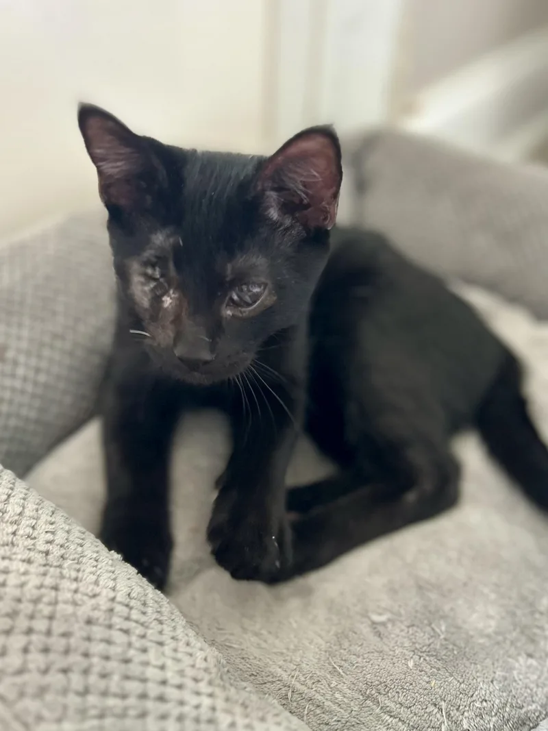 A young medium-sized male Black Domestic Short Hair cat named Marcel for adoption in Murfreesboro, TN