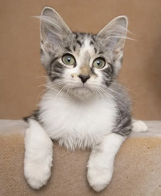 A baby medium-sized male Domestic Medium Hair cat named Carlile for adoption in Chicago, IL