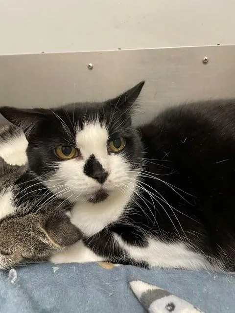 An adult medium-sized female Domestic Short Hair cat named Queenie for adoption in Hayward, WI