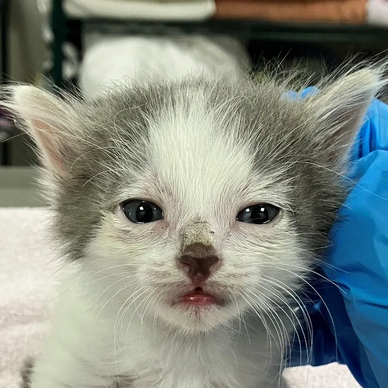 A baby small-sized male Domestic Medium Hair cat named Odysseus for adoption in Las Cruces, NM