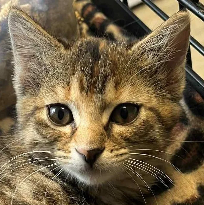 A baby small-sized female Tabby (Brown / Chocolate) Domestic Short Hair cat named Betty for adoption in Robinson, IL