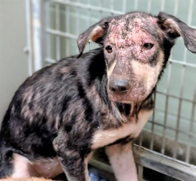 A baby small-sized female Mixed Breed dog named Minke for adoption in Jacksonville, FL